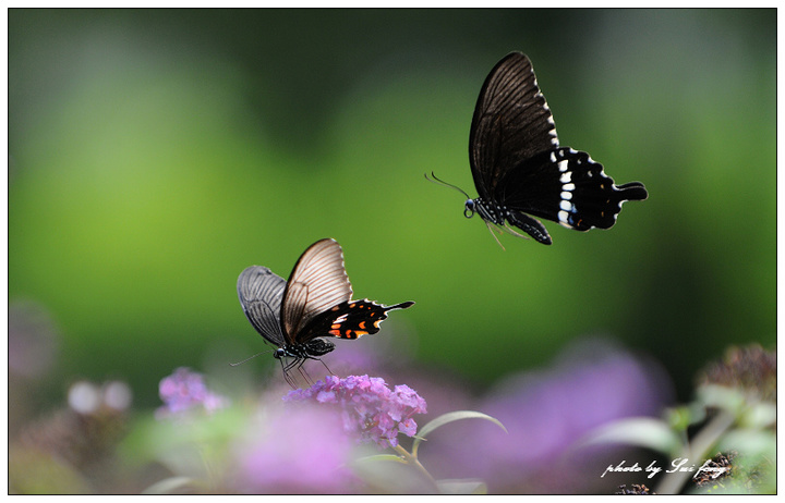 20080730_5cb81e504b71ad99ad32UwcqJixDEzRT.jpg