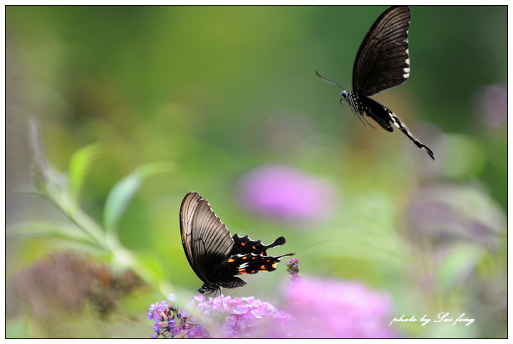20080730_8c23a50964c5515067a2z8WTsGxgPM36.jpg