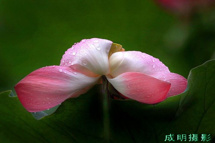 20088516413460258.jpg