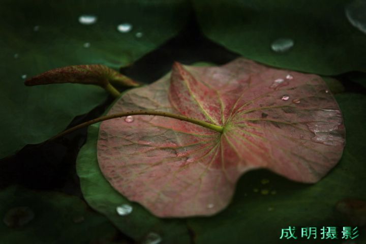 20088516413571746.jpg
