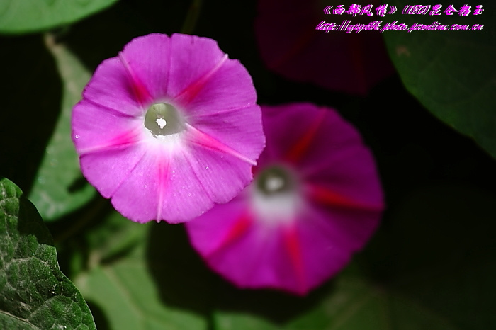 13023124339056220_mthumb.jpg