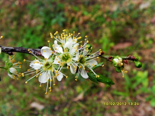 SDC11346.JPG