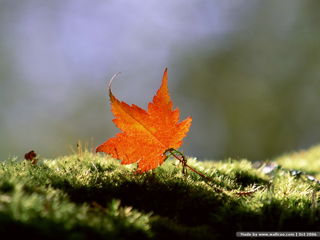 20090417_61823a0119d5d6ed6e3a233e98ySMHO8.jpg
