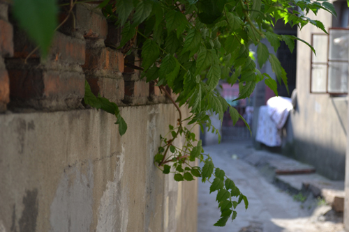 DSC_1511.JPG