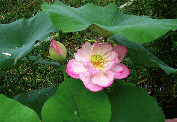 DSCN7145.gif